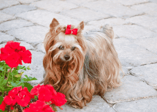 Photo d'un petit chien brun à côté de fleurs rouges.